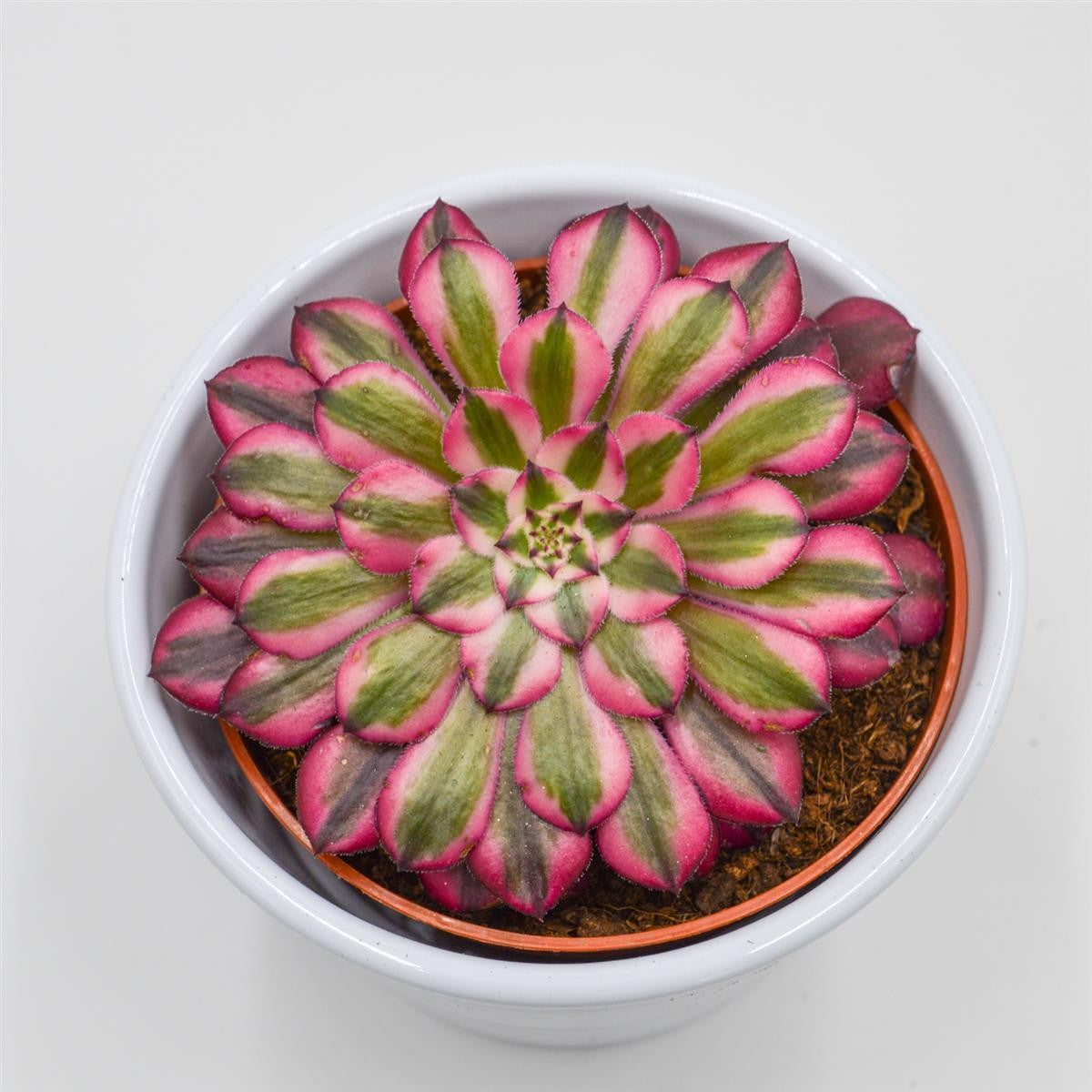 Aeonium Venus f. variegata - 10,5cm