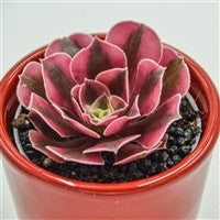 Aeonium Wheels of Admiration - 6cm