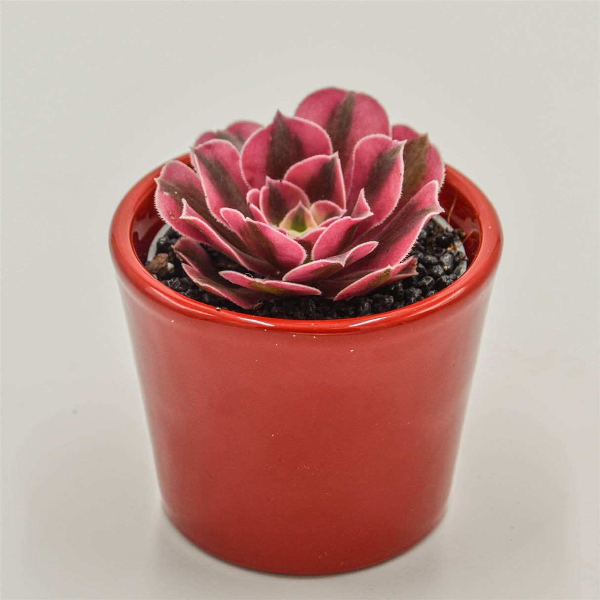 Aeonium Wheels of Admiration - 6cm
