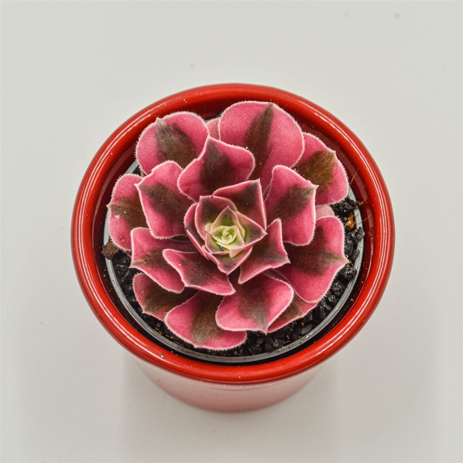 Aeonium Wheels of Admiration - 6cm