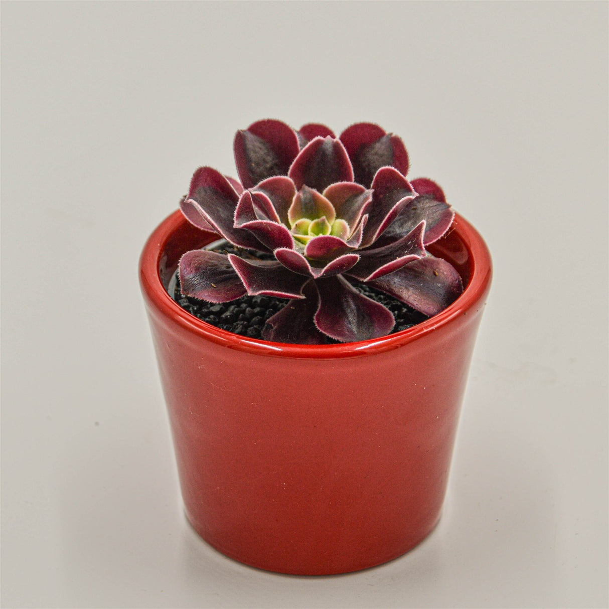 Aeonium Wheels of Fascination - 6cm