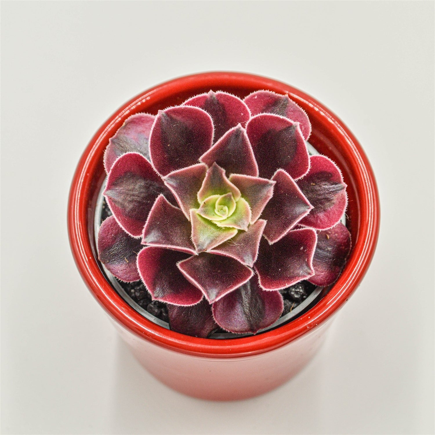 Aeonium Wheels of Fascination - 6cm