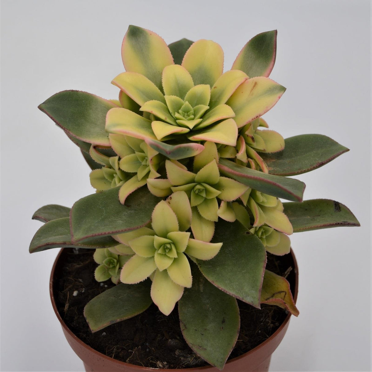 Aeonium haworthii ‘Dream Color‘ - 12cm