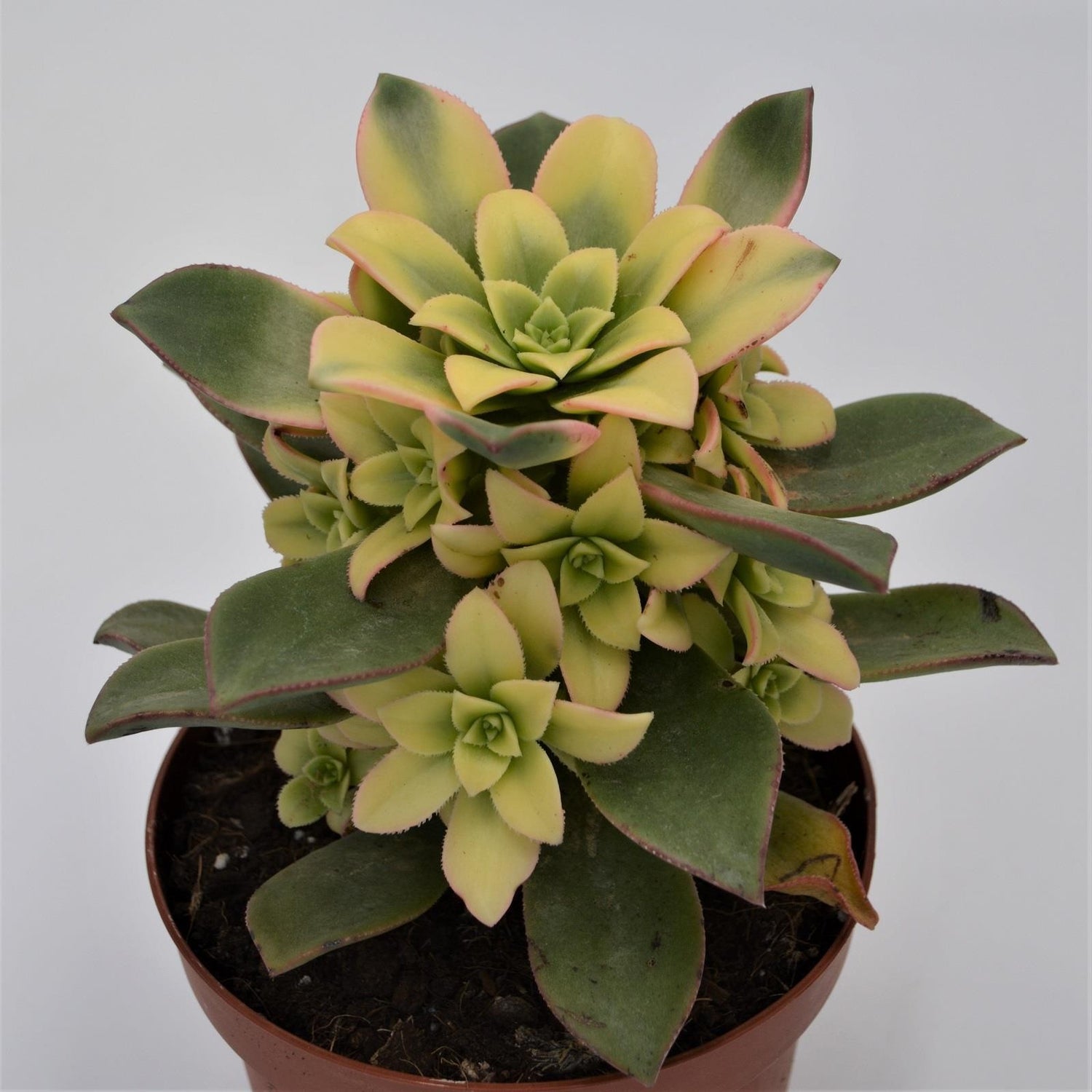 Aeonium haworthii ‘Dream Color‘ - 12cm