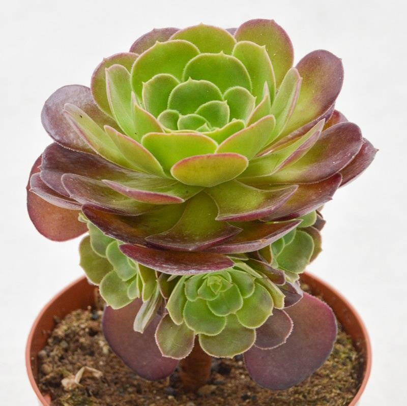 Aeonium arboreum Velours - 12cm