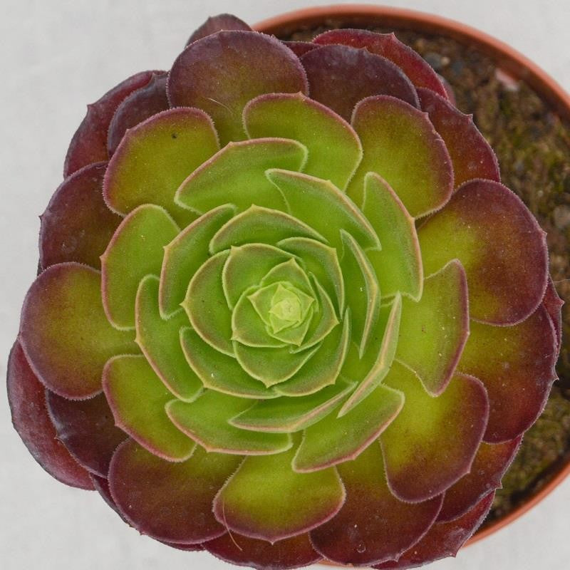 Aeonium arboreum Velours - 12cm
