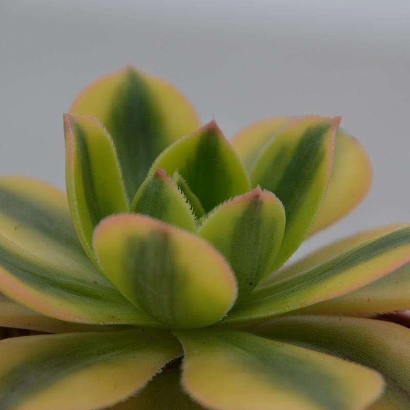 Aeonium decorum Sunburst - 8,5cm