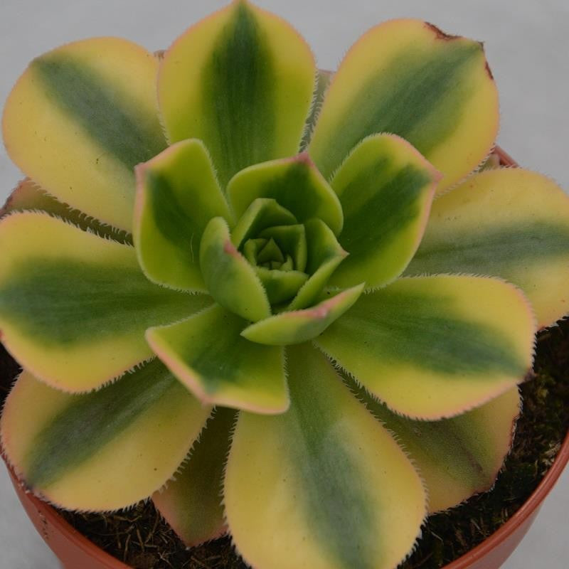 Aeonium decorum Sunburst - 8,5cm