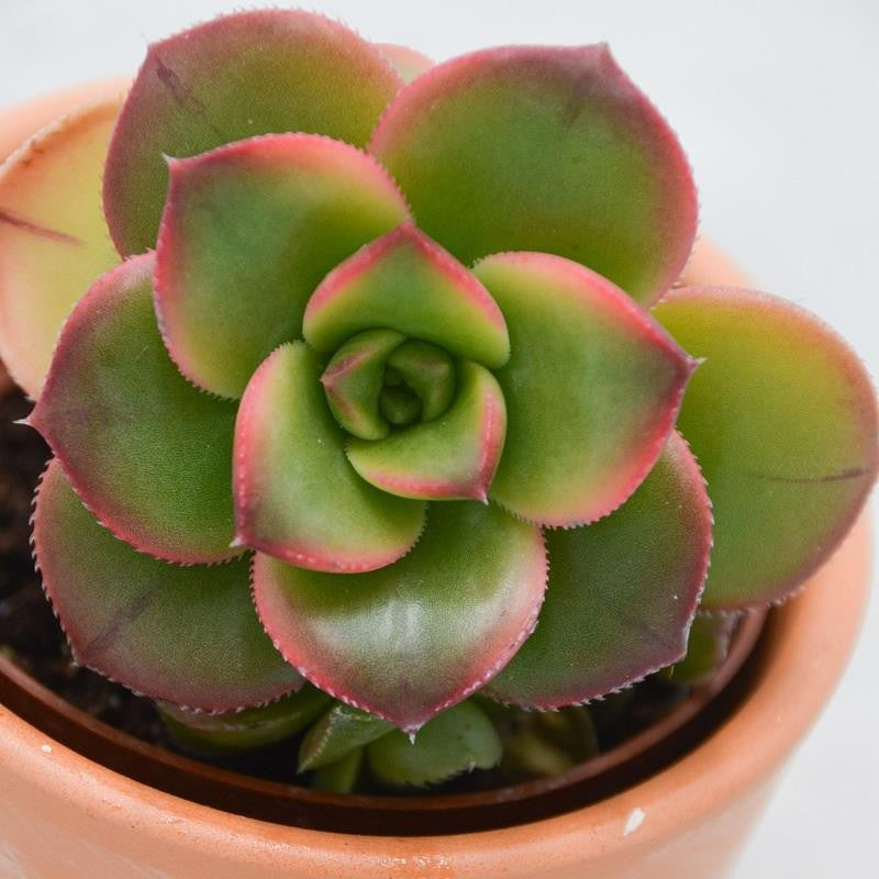 Aeonium haworthii ‘Dream Color‘ - 5,5cm