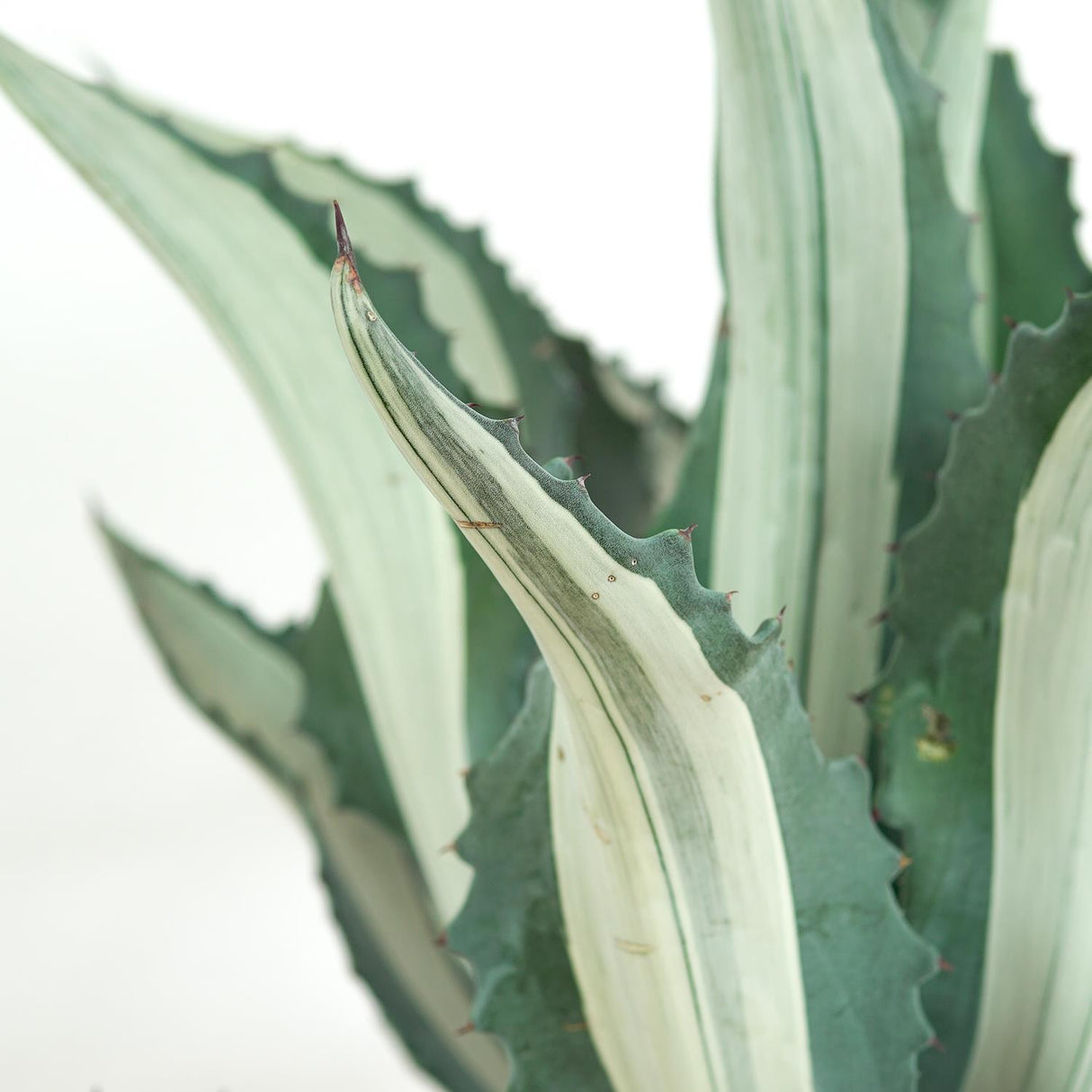 Agave americana f. mediopicta alba - 30cm