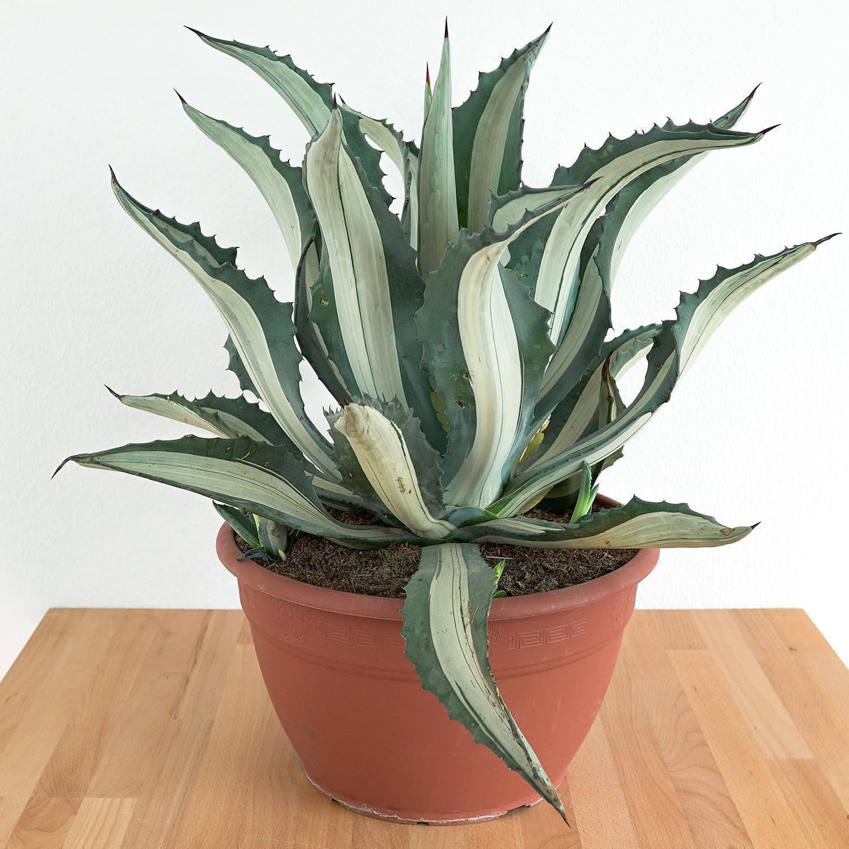 Agave americana f. mediopicta alba - 30cm