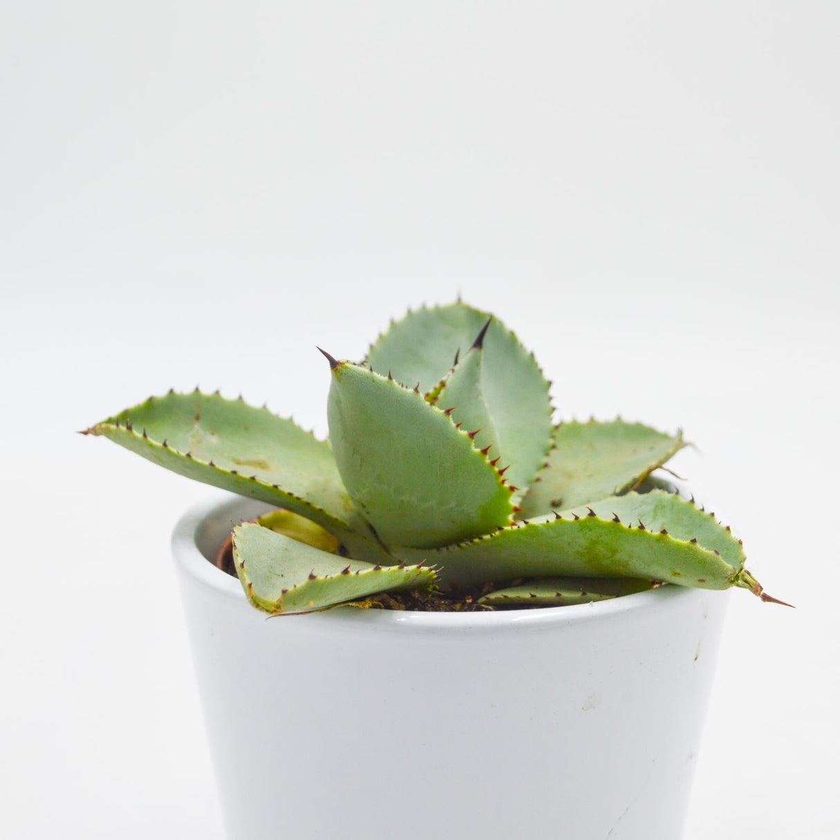 Agave dragionis - 10,5cm