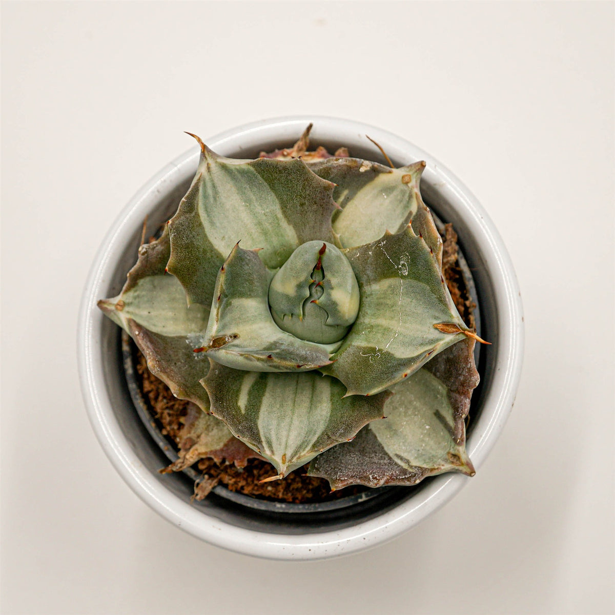 Agave isthmensis f. mediopicta alba Ø6cm