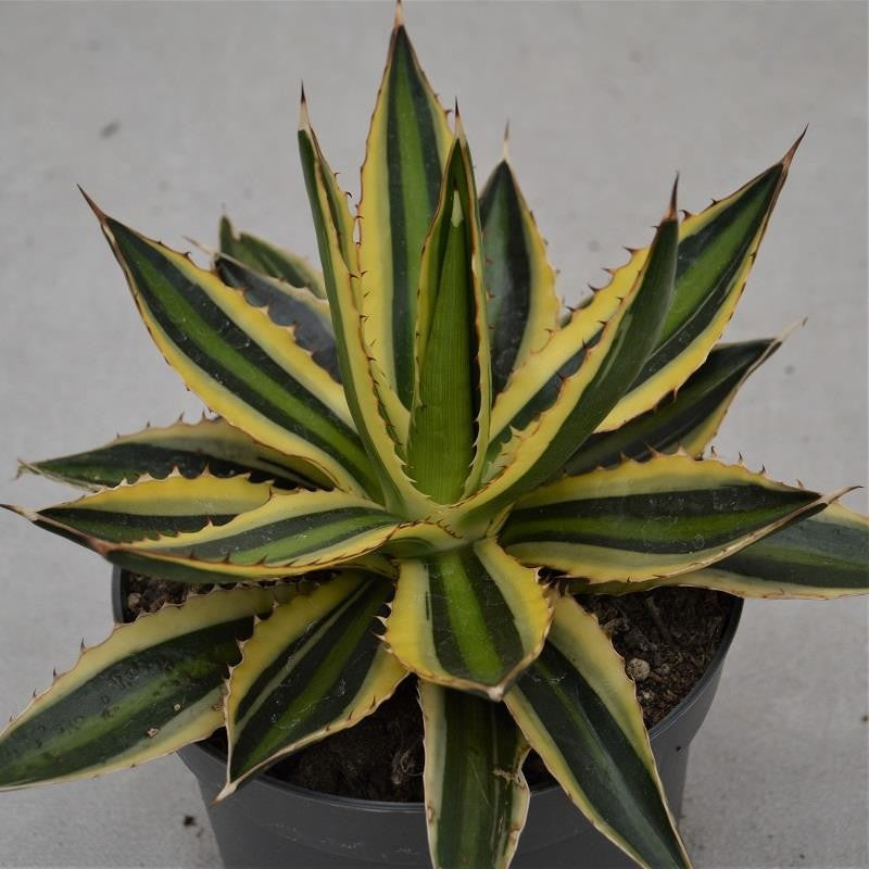 Agave lophantha Quadricolor - 14cm