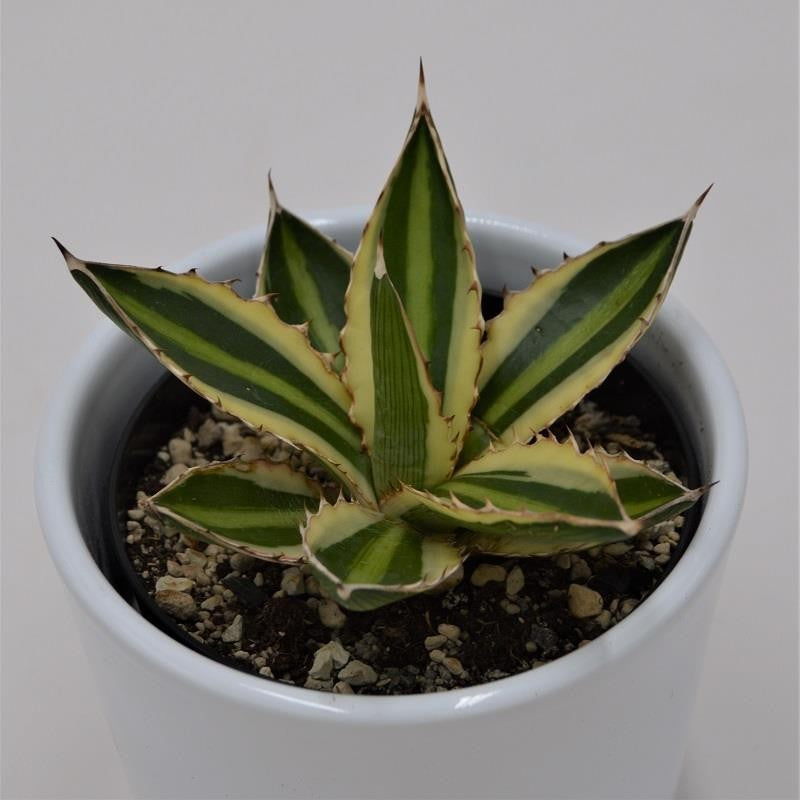 Agave lophantha Quadricolor - 9cm