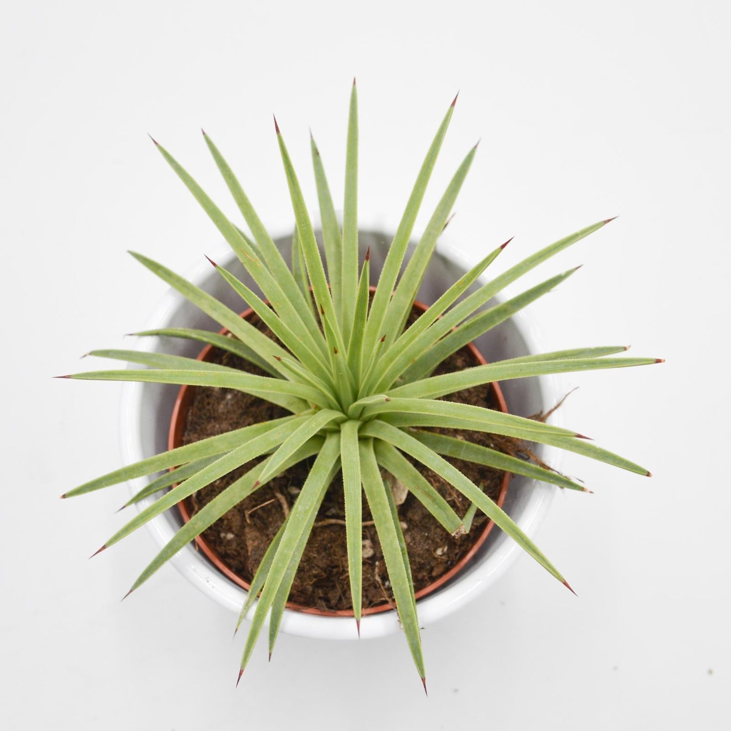 Agave striata v. nana - 8,5cm