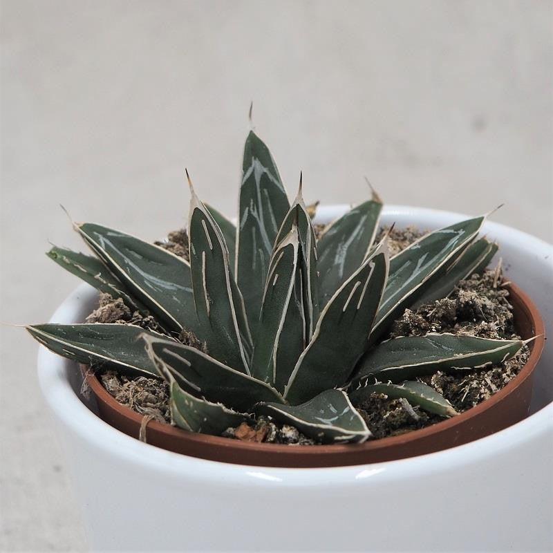 Agave victoriae-reginae - 8,5cm