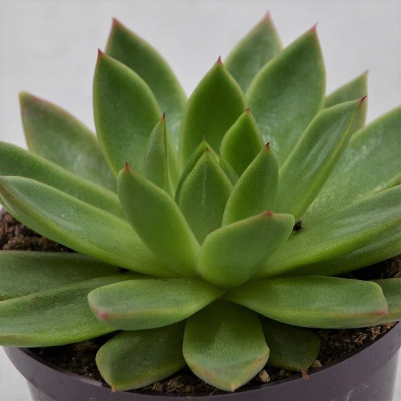 Echeveria agavoides Miranda - 10,5cm