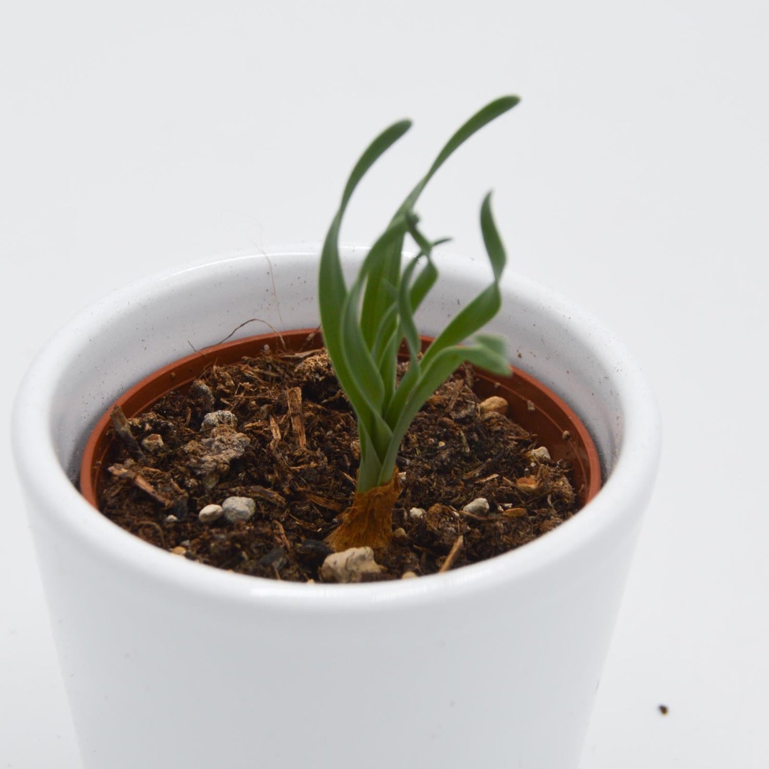 Albuca concordiana - 6cm