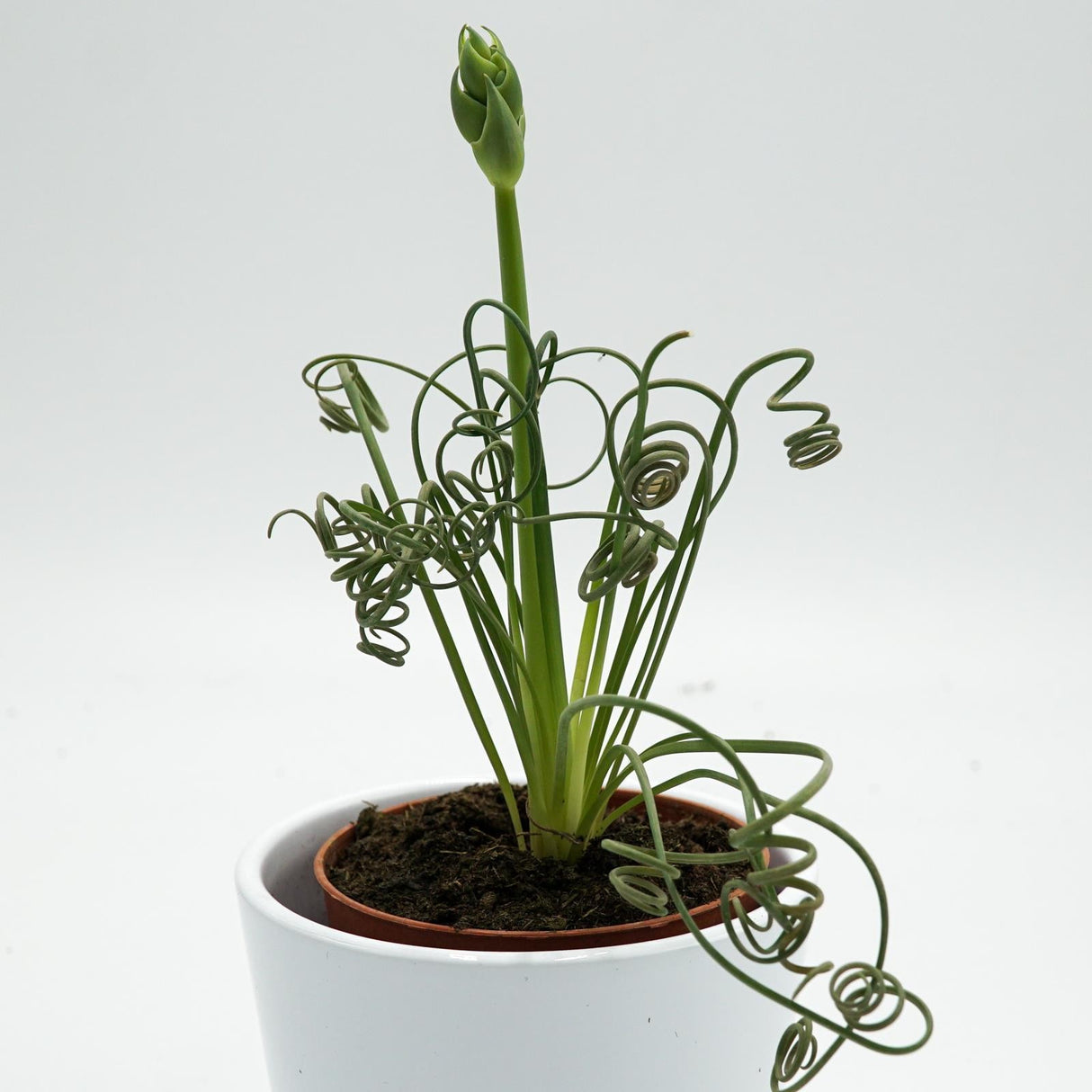 Albuca spiralis Fizzle Sizzle - 8,5cm
