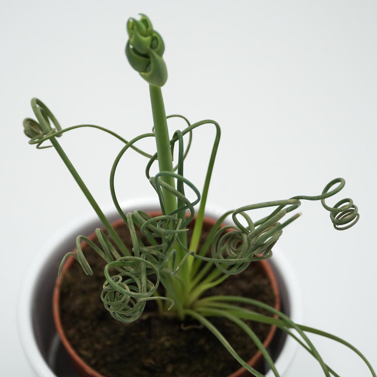 Albuca spiralis Fizzle Sizzle - 8,5cm