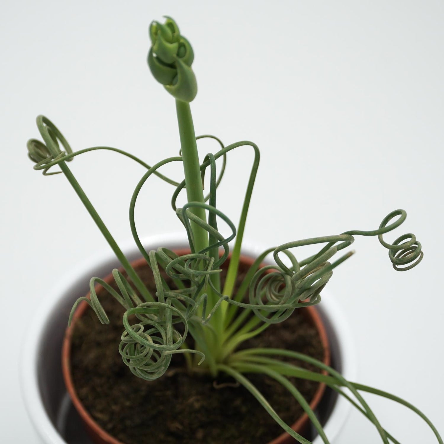 Albuca spiralis Fizzle Sizzle - 8,5cm