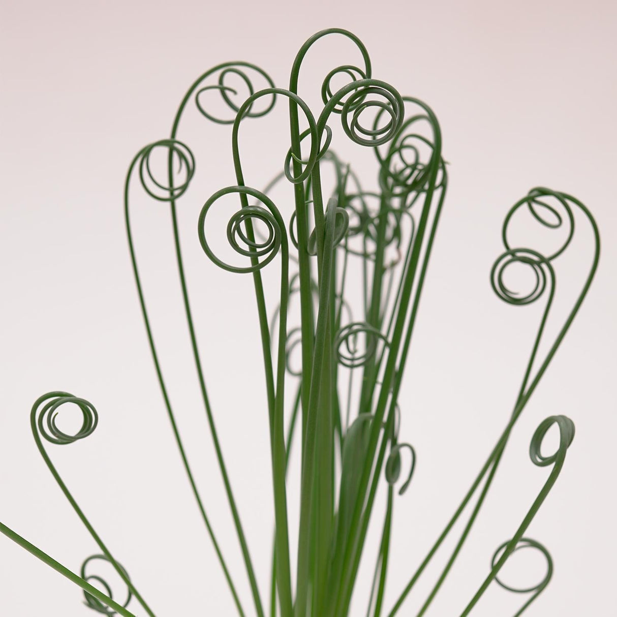Albuca spiralis Fizzle Sizzle - 10,5cm