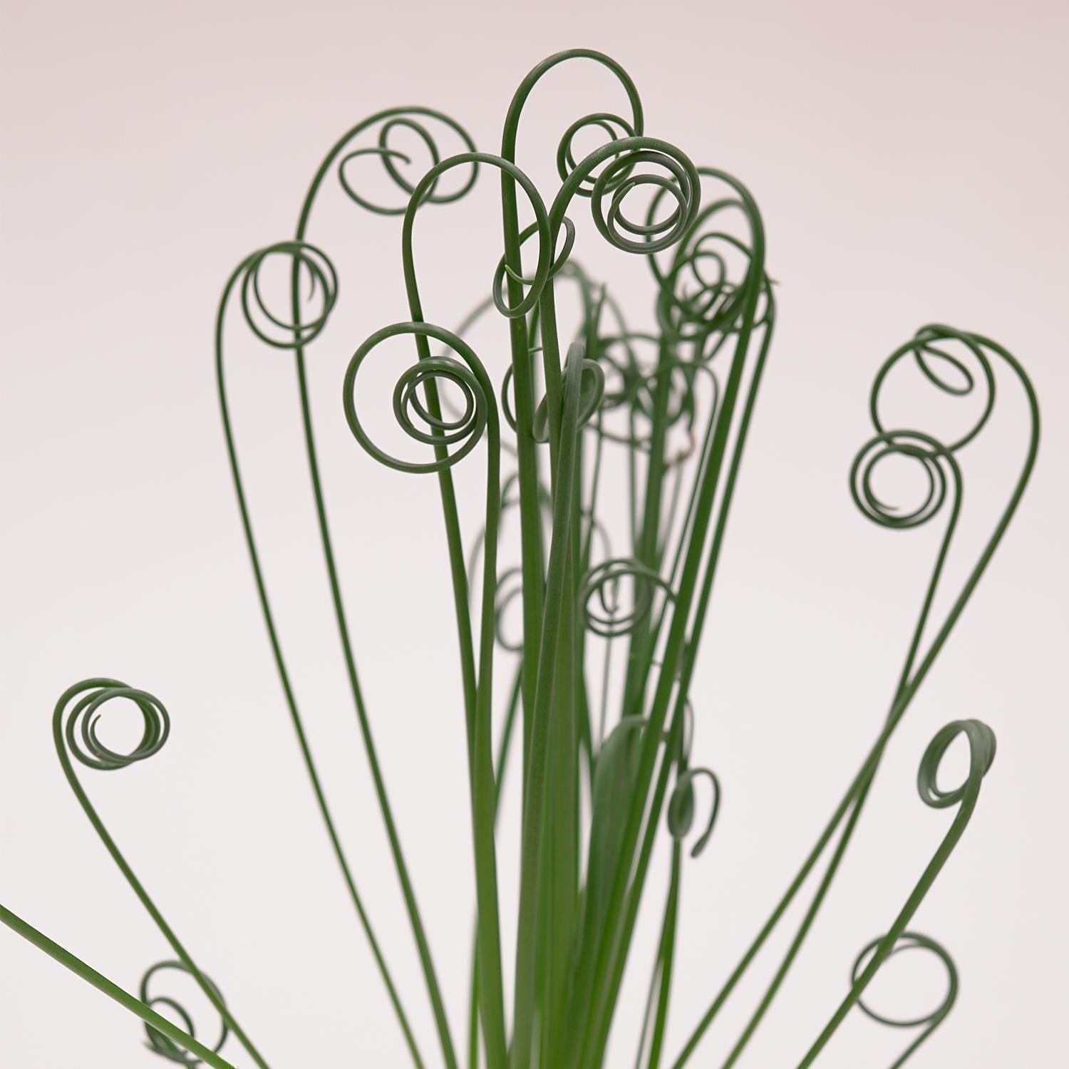 Albuca spiralis Fizzle Sizzle - 10,5cm