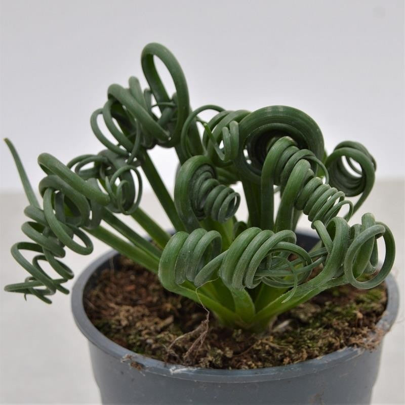 Albuca spiralis Fizzle Sizzle - 10,5cm