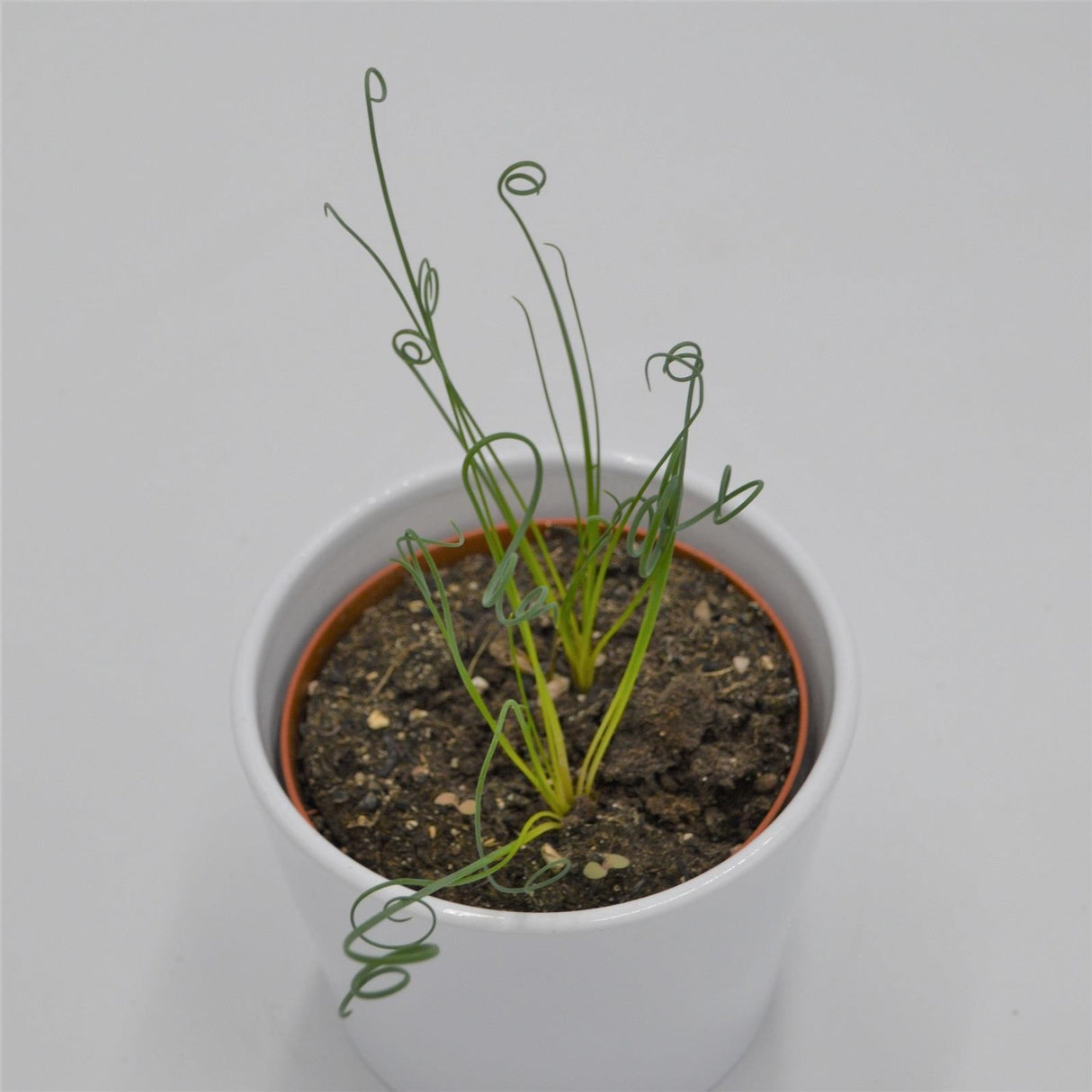 Albuca spiralis Fizzle Sizzle - 10,5cm