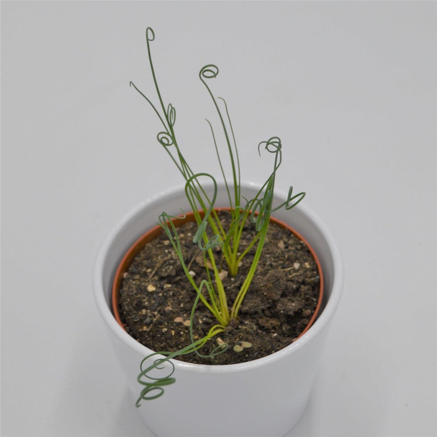 Albuca spiralis Fizzle Sizzle - 10,5cm