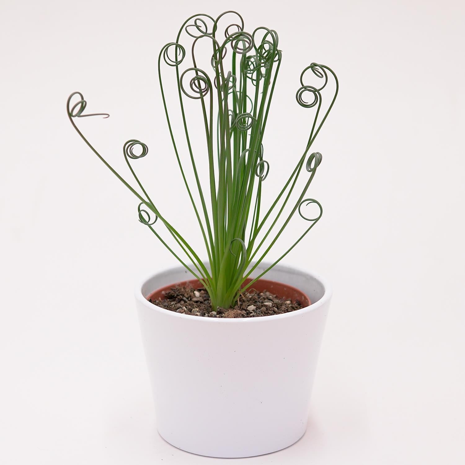 Albuca spiralis Fizzle Sizzle - 10,5cm