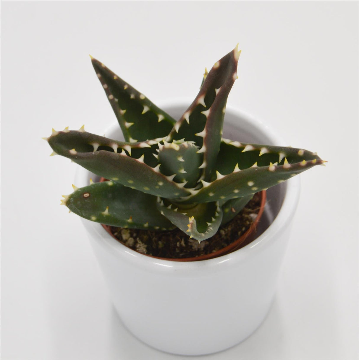 Aloe mitriformis - 5,5cm