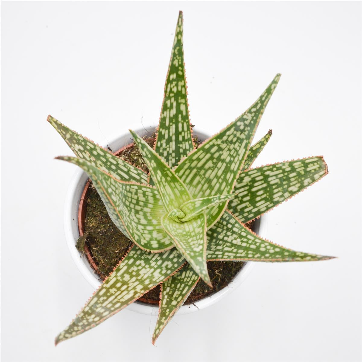 Aloe Carola - 10,5cm