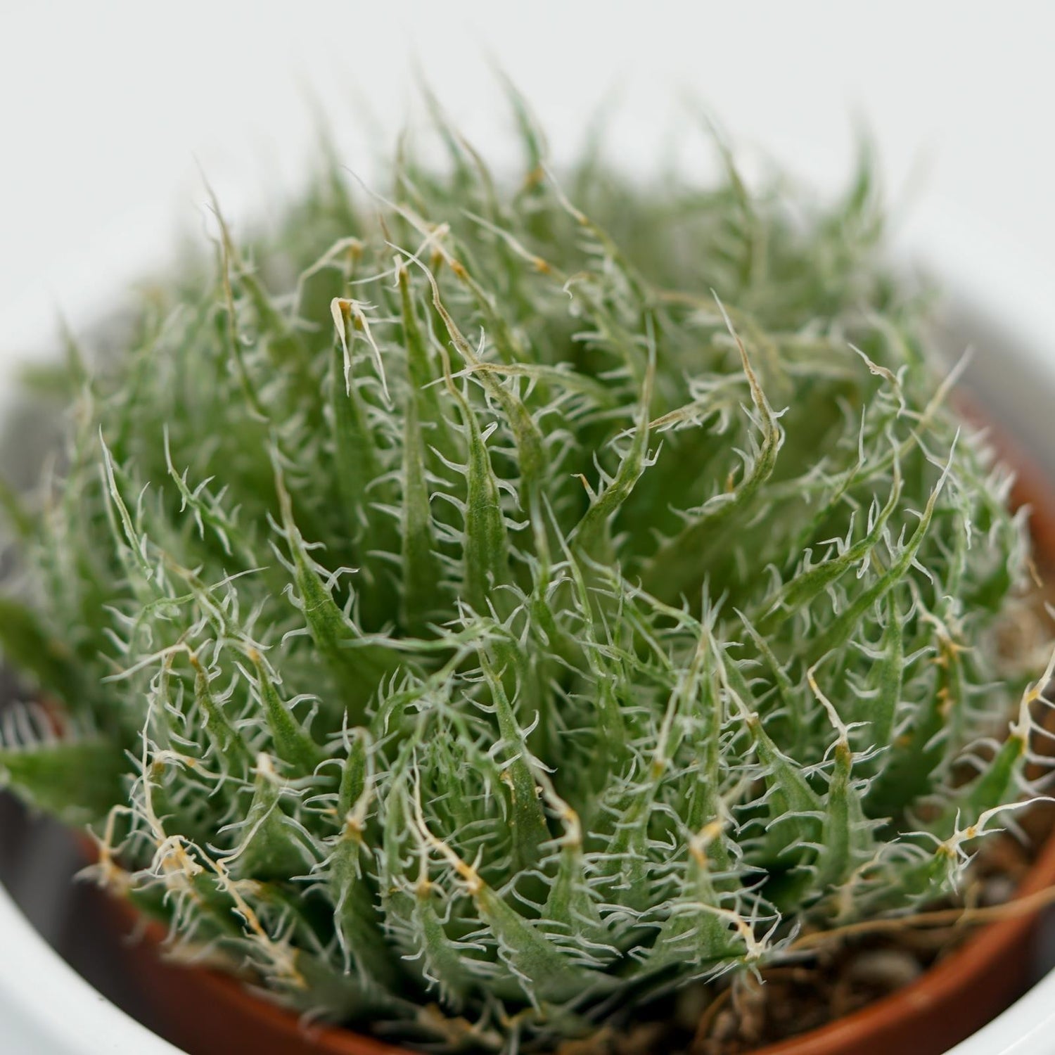 Aloe arachnoidea - 5,5cm