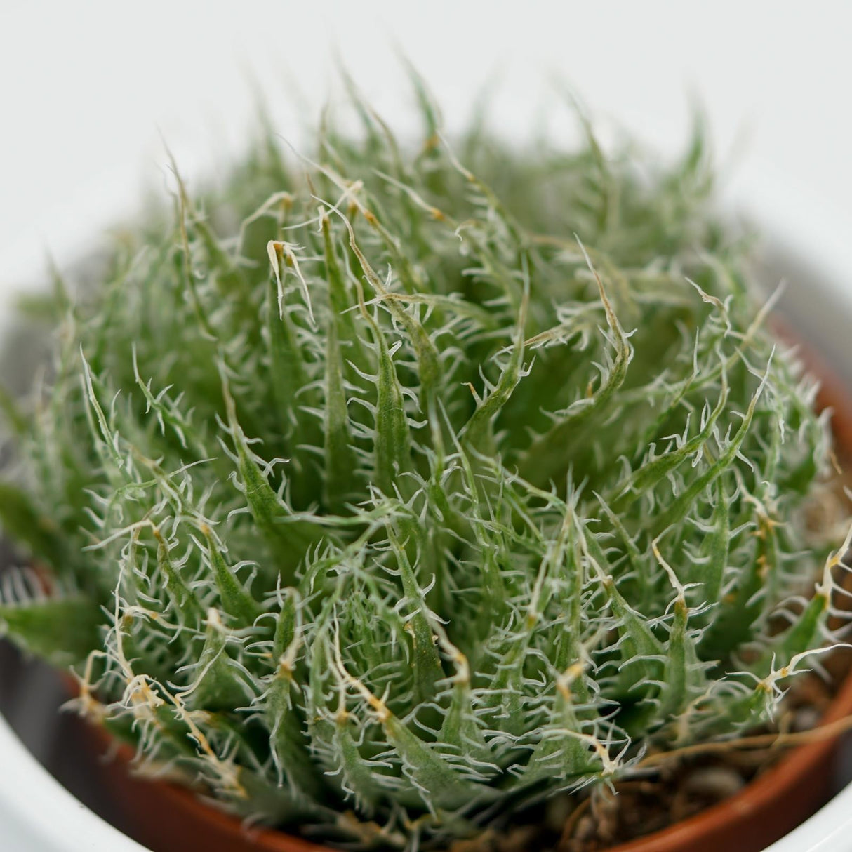 Aloe arachnoidea - 5,5cm