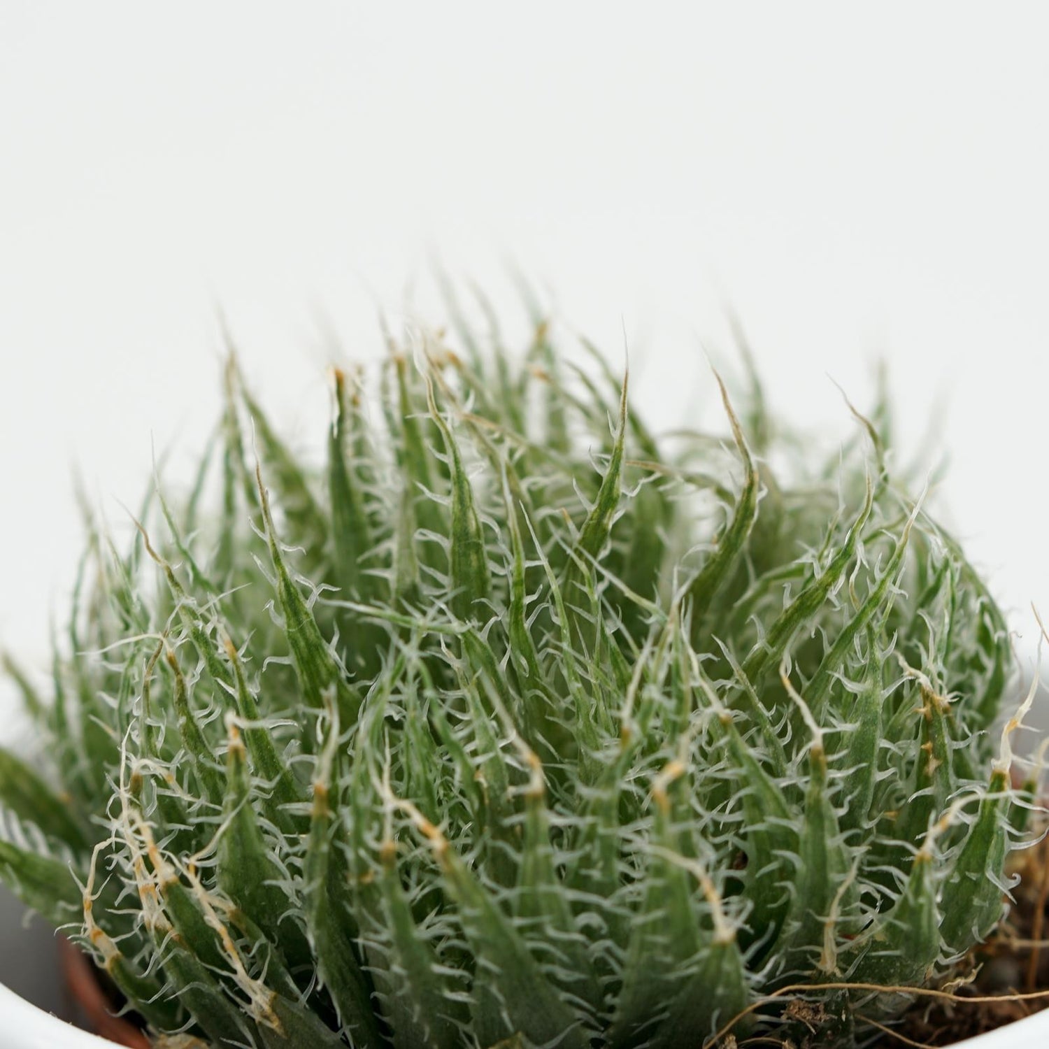 Aloe arachnoidea - 5,5cm