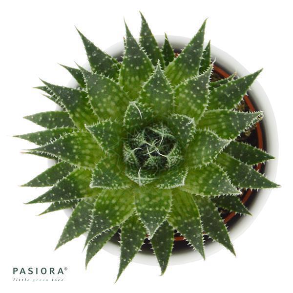 Aloe aristata - 5,5cm