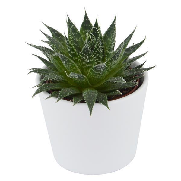 Aloe aristata - 5,5cm