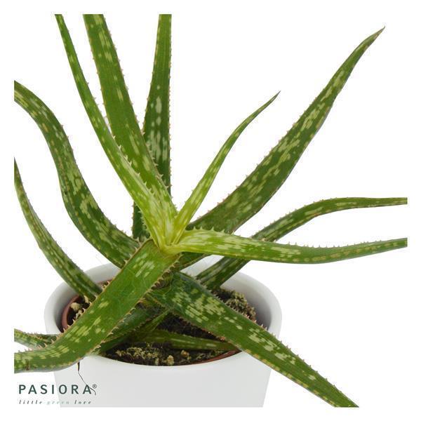 Aloe bakeri - 6cm