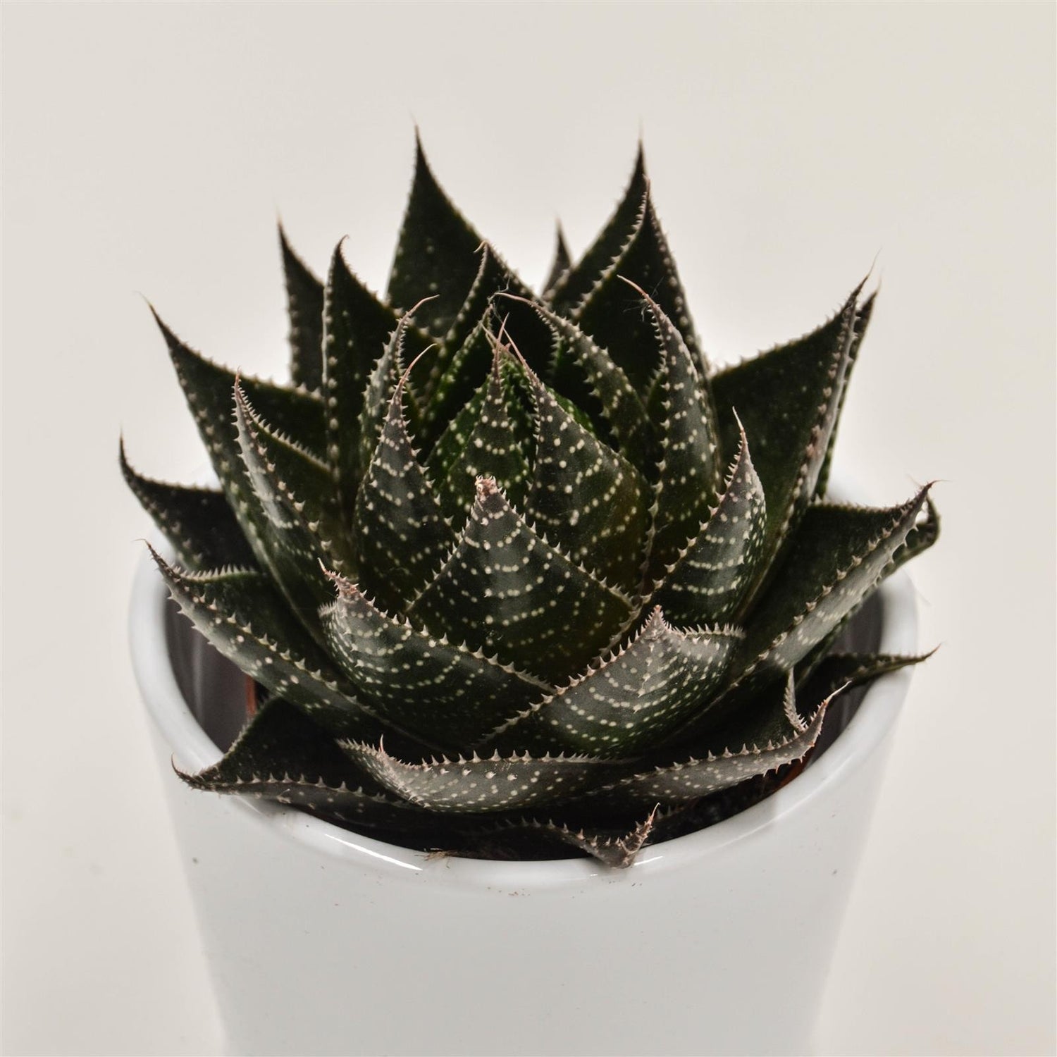 Aloe Cosmo - 8,5cm