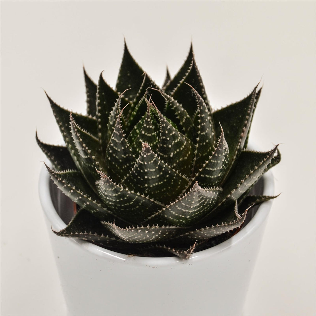 Aloe Cosmo - 8,5cm