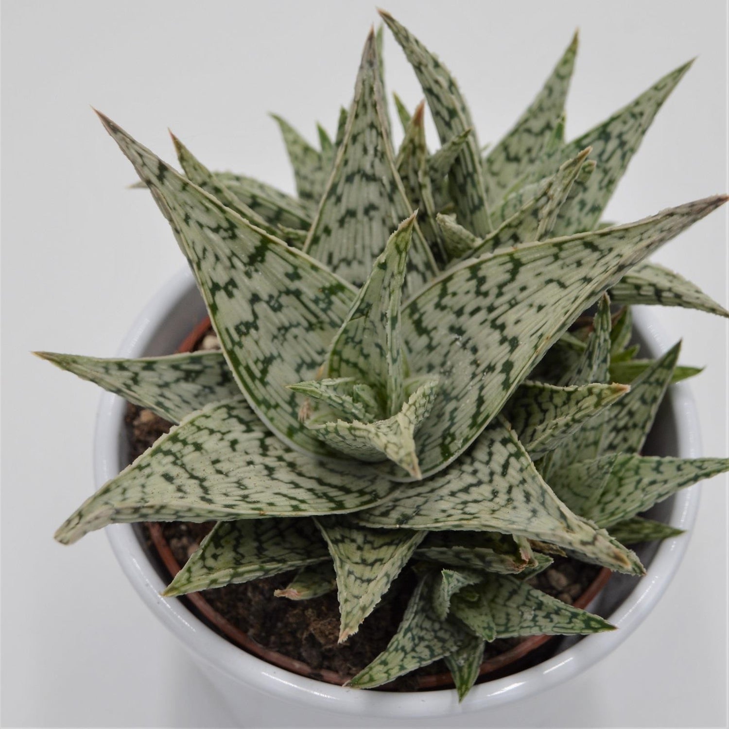 Aloe Doran Black - 10,5cm