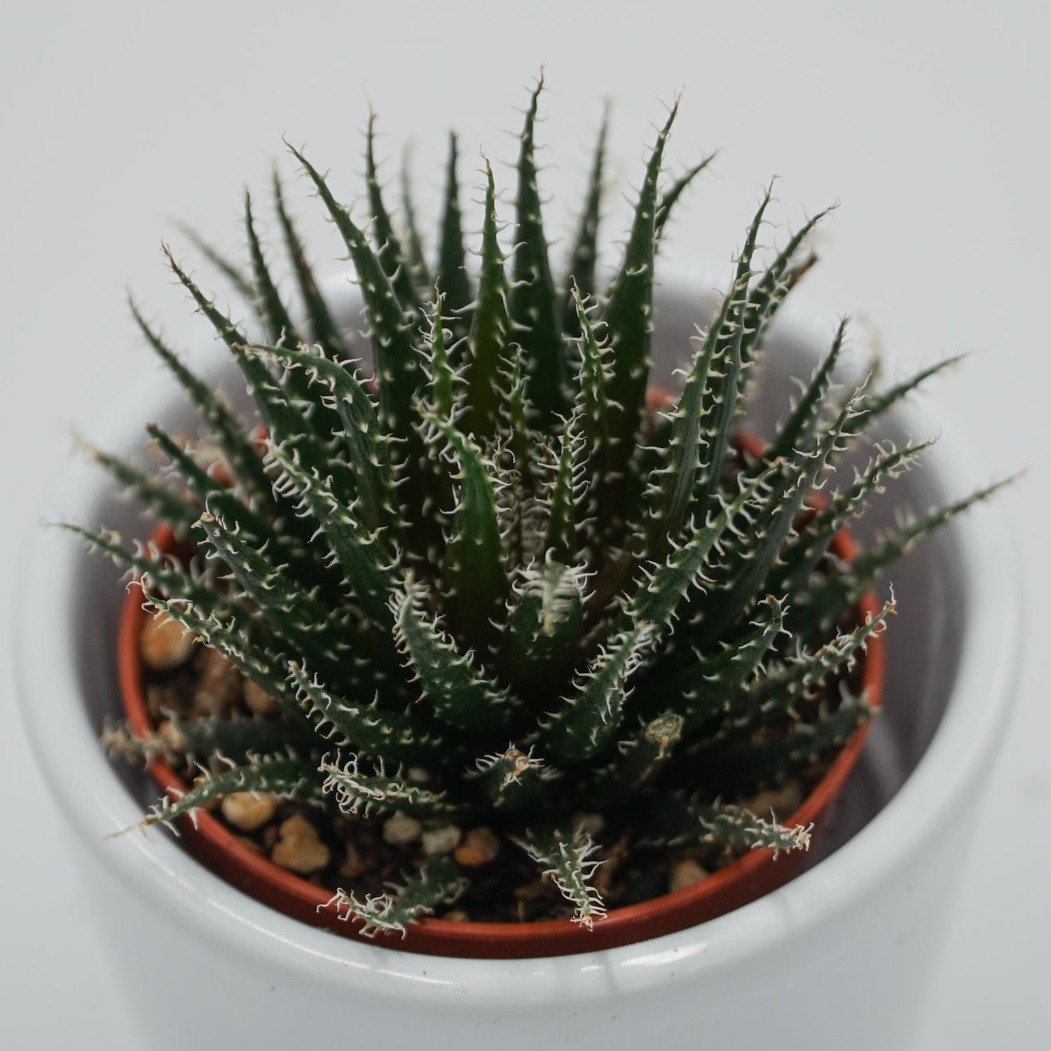 Aloe haworthioides - 5,5cm