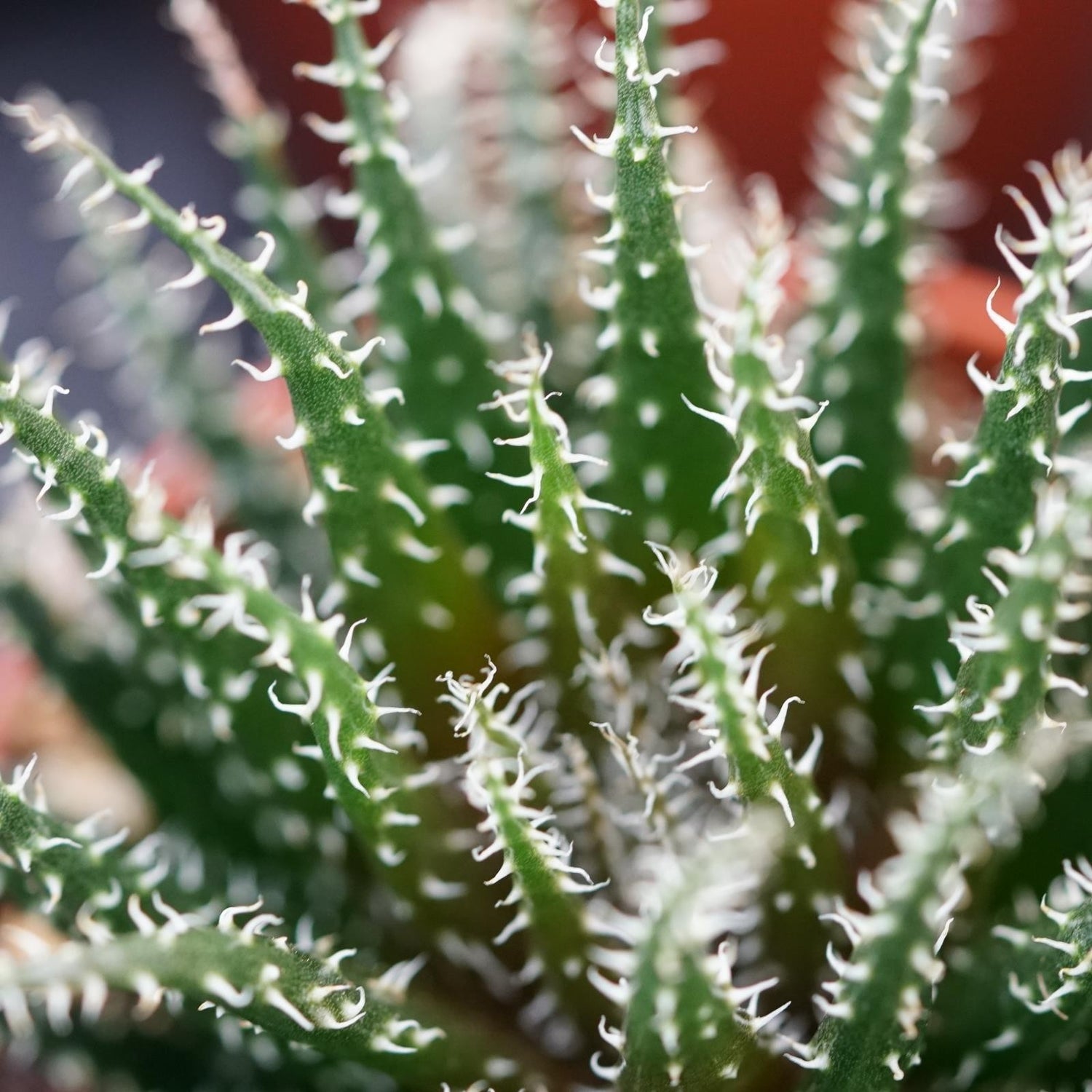 Aloe haworthioides - 5,5cm