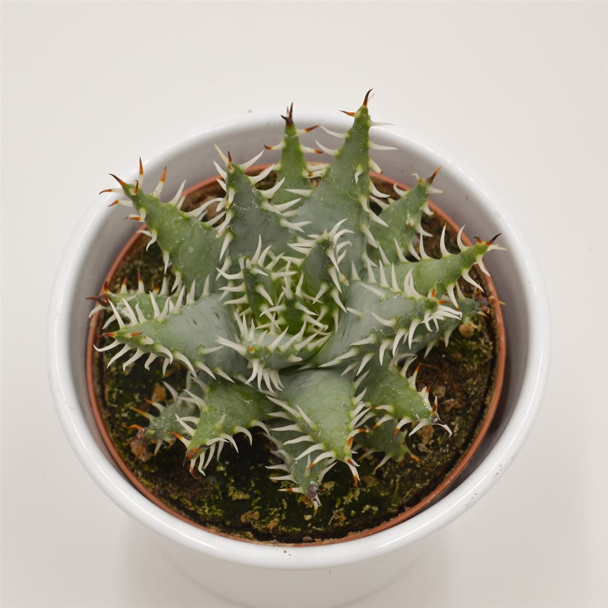 Aloe melanacantha v. erinacea - 10,5cm