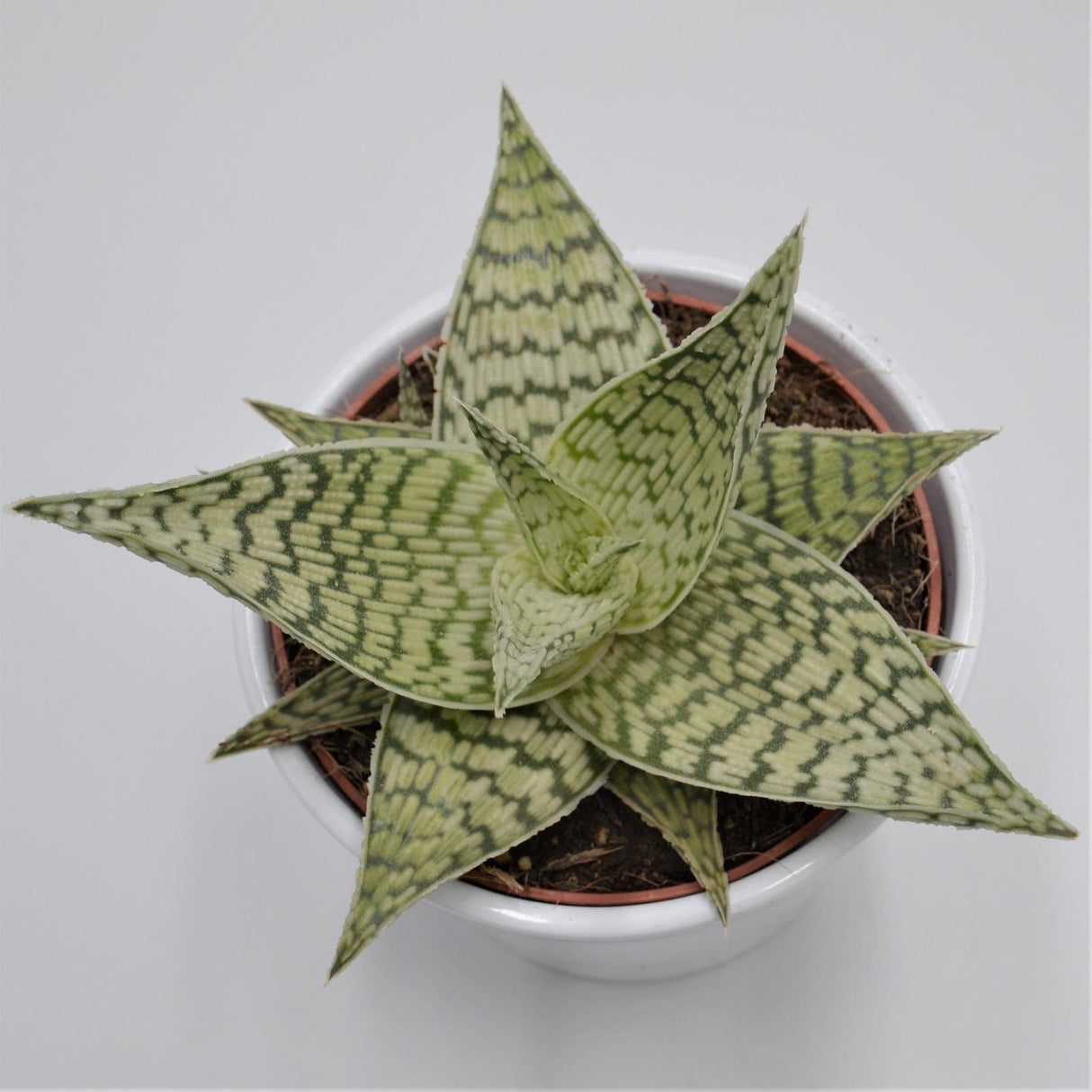 Aloe rauhii Demi - 12cm