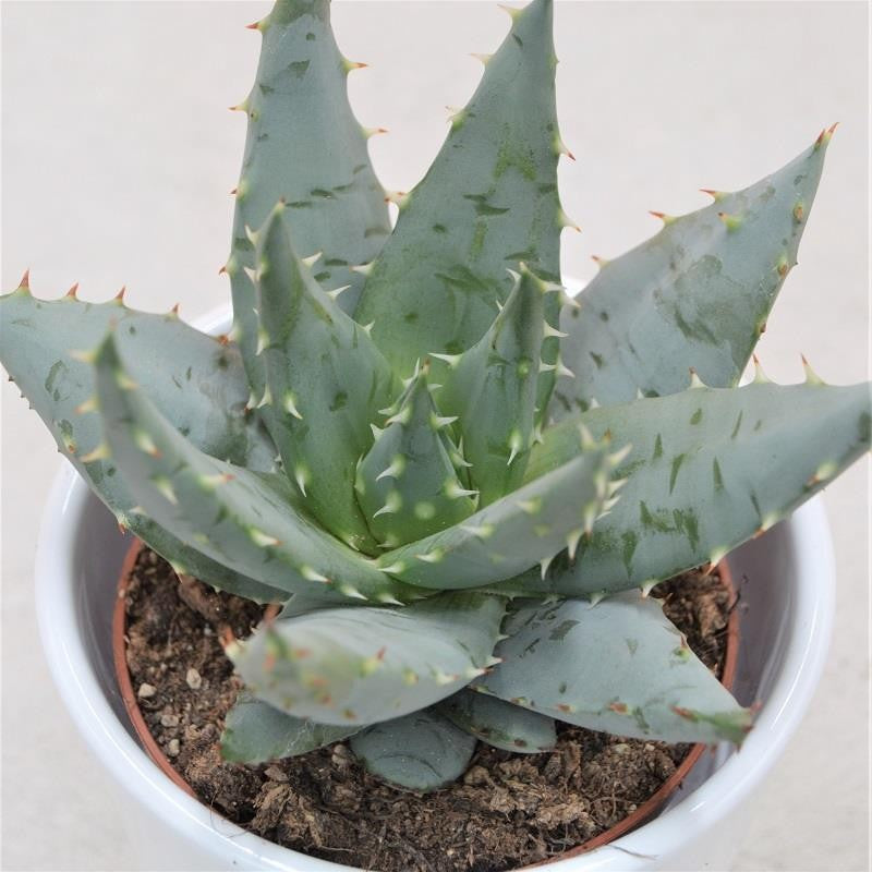Aloe peglerae - 8,5cm