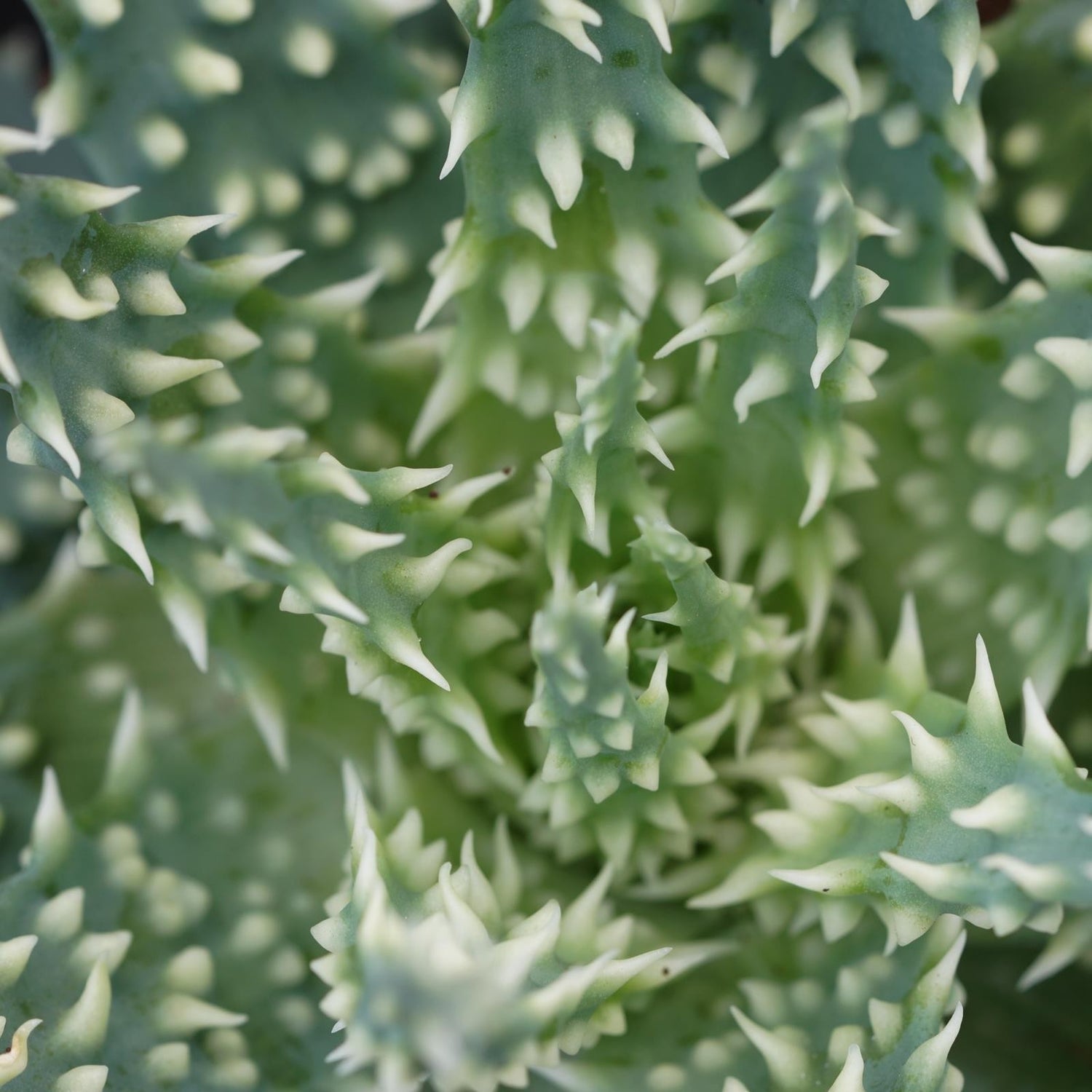 Aloe Safari - 10,5cm