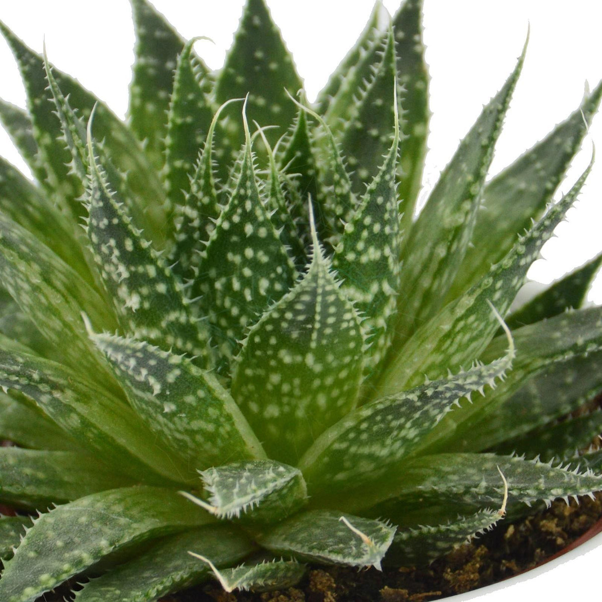 Aloha Aloe, 3 Stück